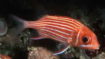 Crown Squirrelfish